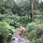 Beautiful Jungle Stream